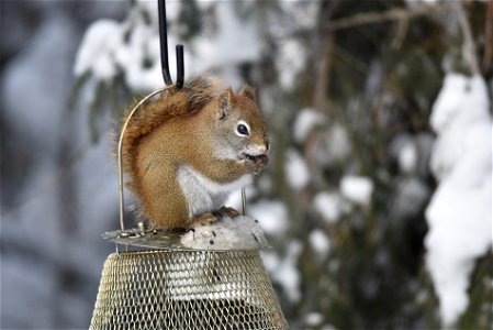 Red squirrel atop a bird feeder