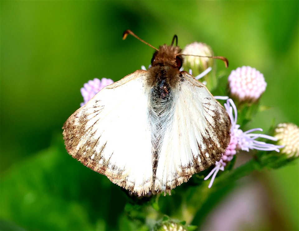 WHITE-SKIPPER, TURK'S-CAP (Heliopetes macaira) (01-02-2023) national buttrtfly center, palmview, hidalgo co, tx -04