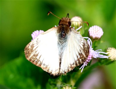 WHITE-SKIPPER, TURK'S-CAP (Heliopetes macaira) (01-02-2023) national buttrtfly center, palmview, hidalgo co, tx -04