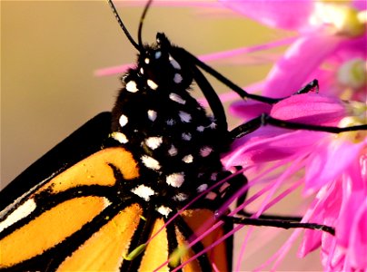 Monarch butterfly at Seedskadee National Wildlife Refuge photo