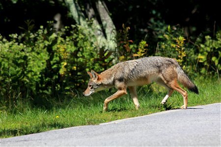 Coyote on the Hunt photo