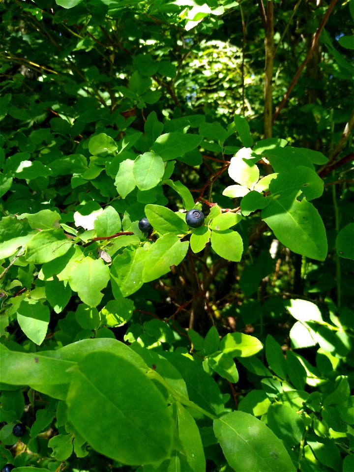 Blueberries at Verlot, Mt. Baker-Snoqualmie National Forest. Photo by Anne Vassar July 15, 2020