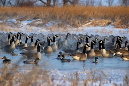 Mallards Amongst Canada Geese Lake Andes Wetland Management District South Dakota