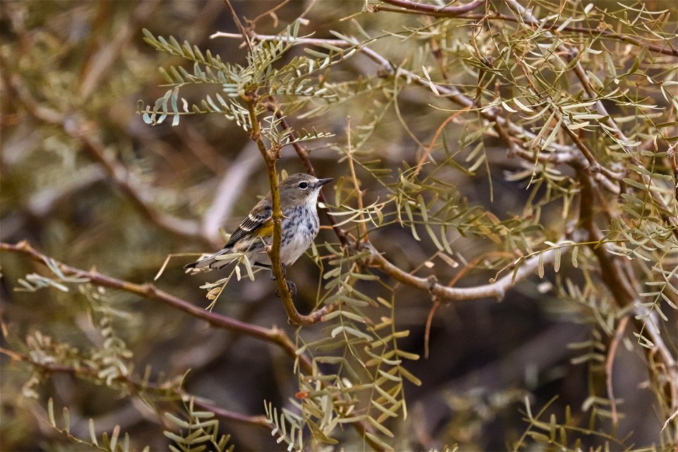 Yellow-rumped Warbler