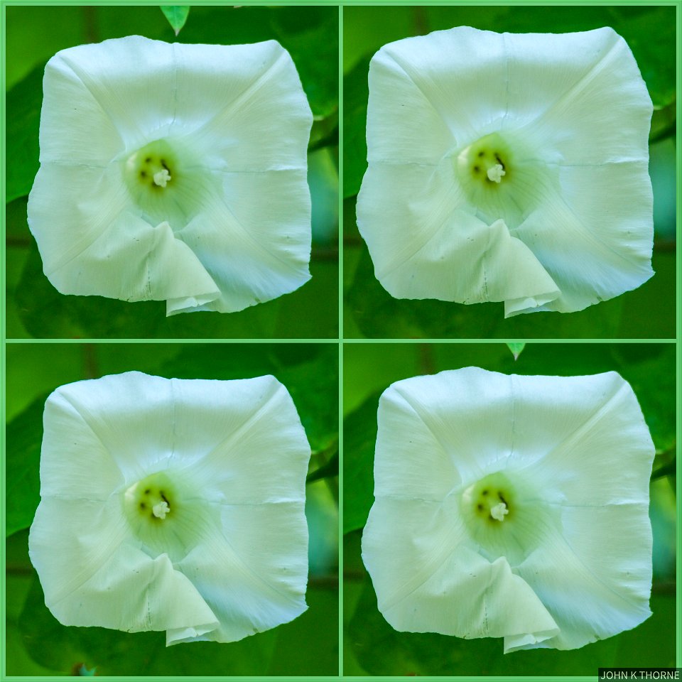 Amongst all the round flowers. One was square!