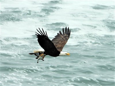 Winner: Bald Eagle with Common Murre photo