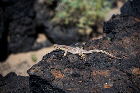 Lizard at Amboy Crater photo