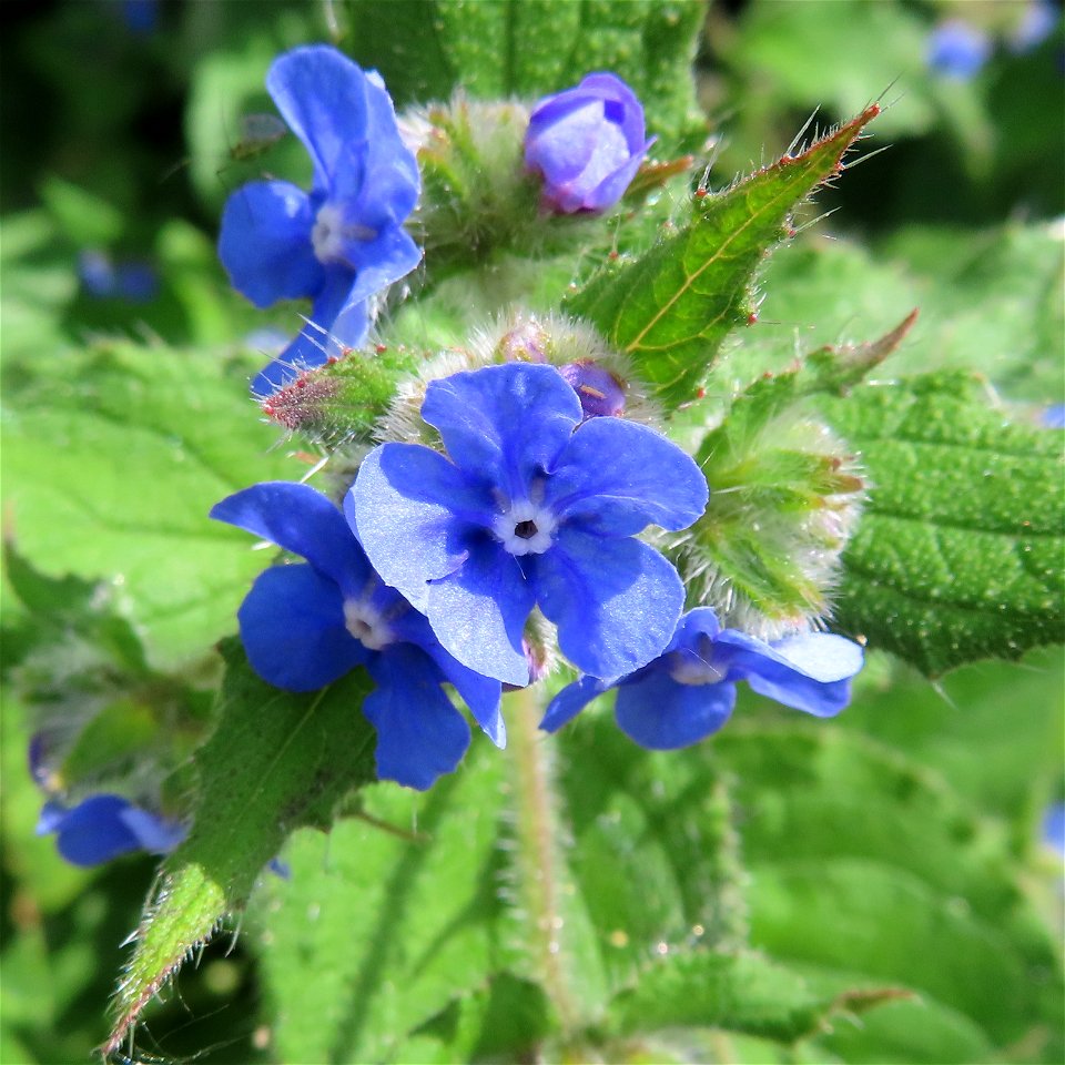 Green Alkanet, Pentaglottis sempervirens photo