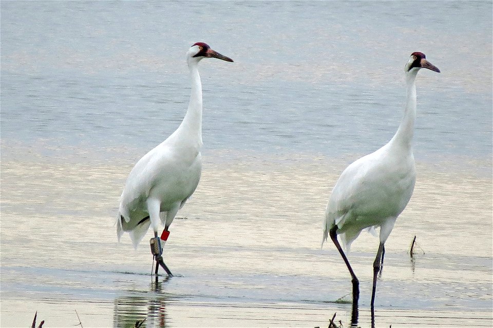 Whooping Cranes Lake Andes Wetland Management District South Dakota