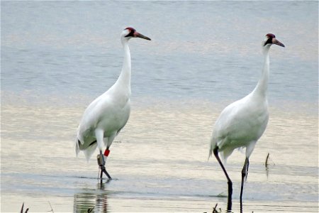 Whooping Cranes Lake Andes Wetland Management District South Dakota photo