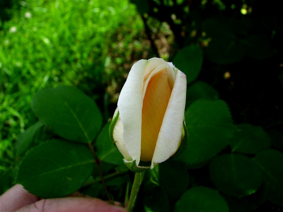 flori2008_0519_155549