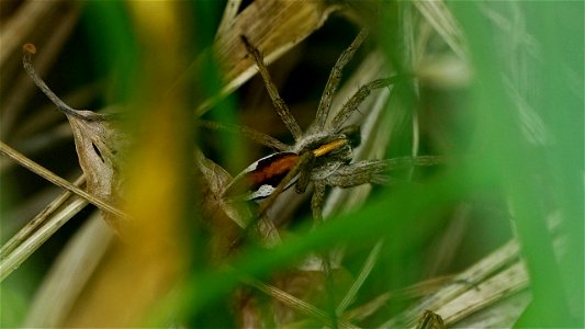 Tief unten im Gras sass dieses hübsch gefärbte Männchen von Pisaura mirabilis (Listspinne) photo