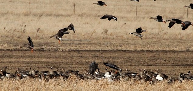 Spring Goose Migration at the Huron Wetland Management District South Dakota