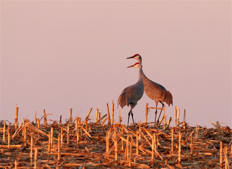 Sandhill Cranes Huron Wetland Management District South Dakota photo