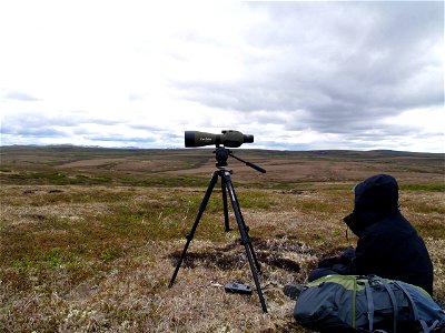 Searching for curlews photo
