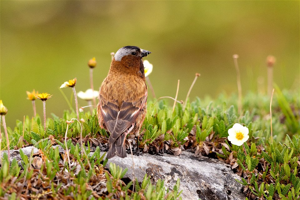 Gray-crowned rosy finch in the subalpine tundra photo