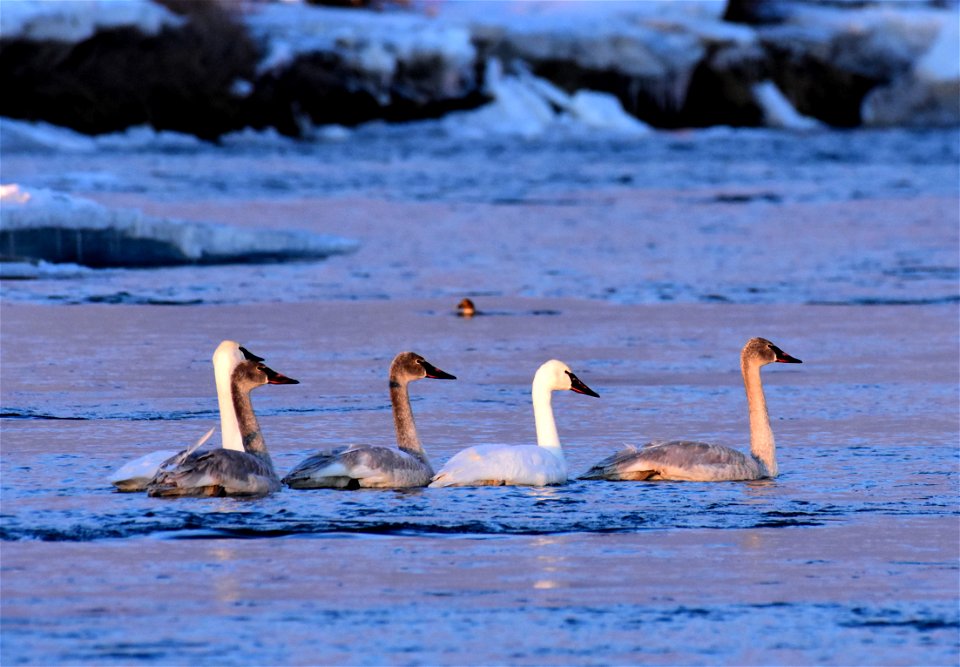 Trumpeter swans at Seedskadee National Wildlife Refuge