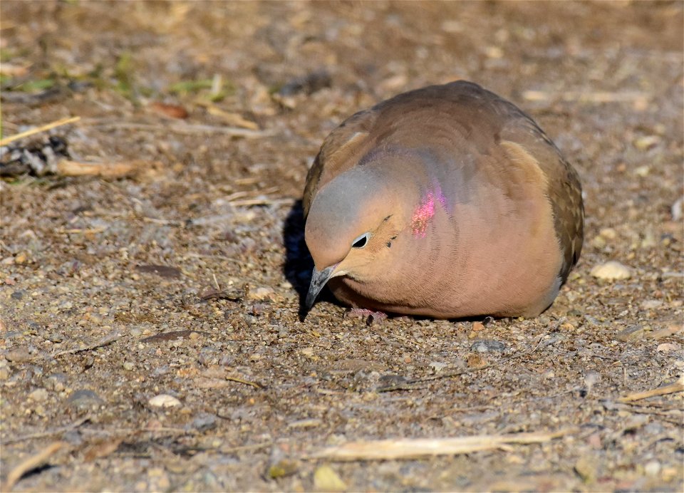 Mourning dove at Seedskadee National Wildlife Refuge