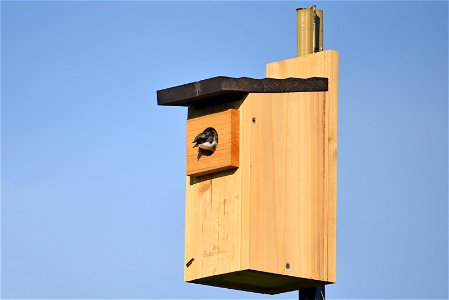 Tree swallow nest box photo