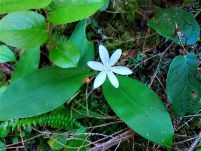 Queen's cup. Old Sauk Trail, Mt. Baker-Snoqualmie National Forest. Photo by Anne Vassar June 2, 2021. photo