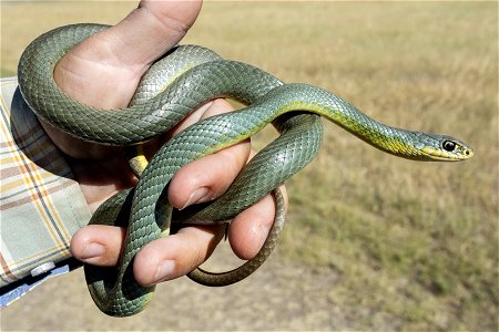 Coluber constrictor mormon