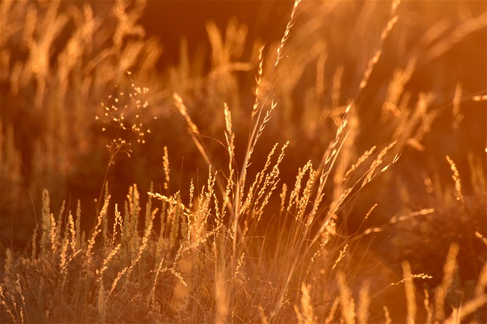 Native grasses in the sage steppe at Seedskadee National Wildlife Refuge