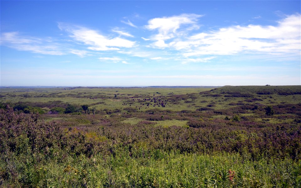 Buffalo herd in Konza Prairie photo