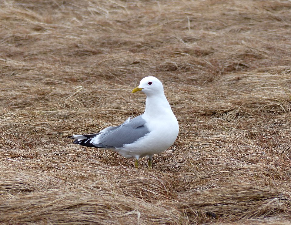 Mew Gull photo