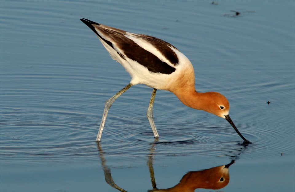 American Avocet Huron Wetland Management District, South Dakota