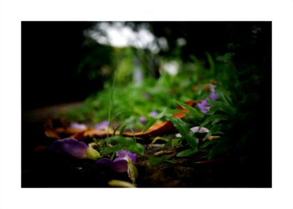 Fallen flowers and leaves