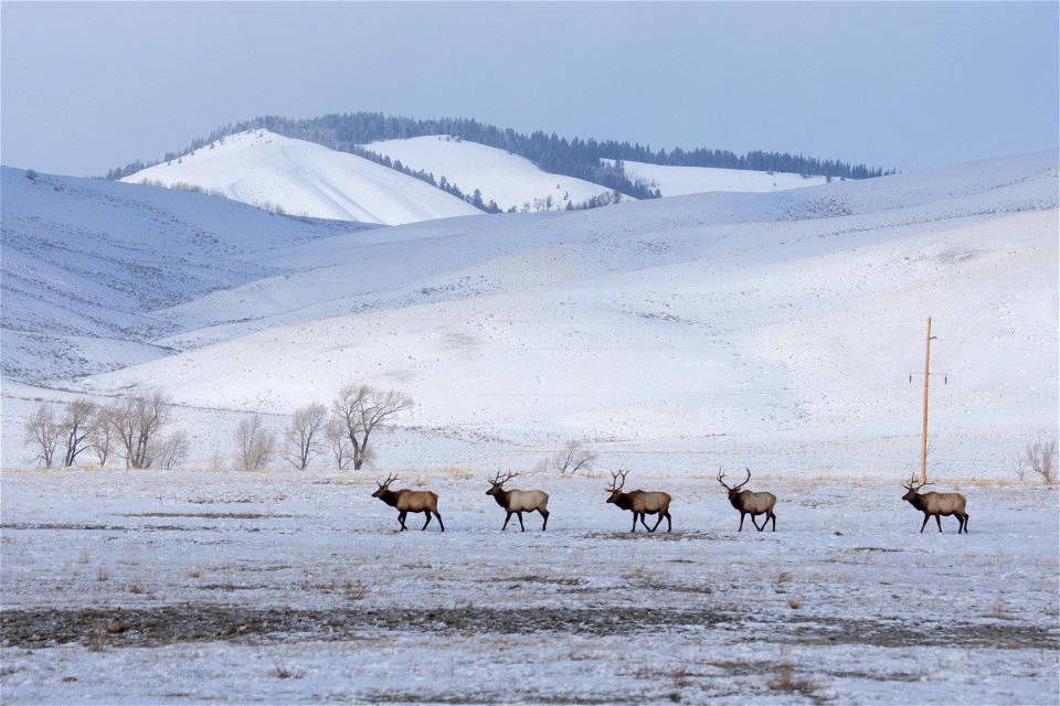 Bull Elk on the National Elk Refuge