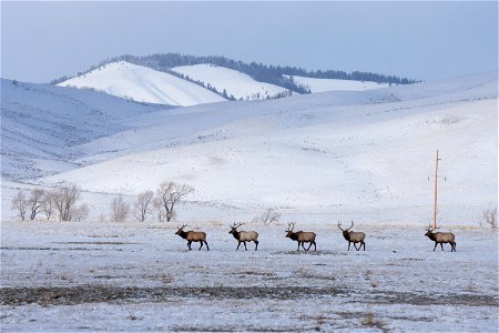 Bull Elk on the National Elk Refuge photo