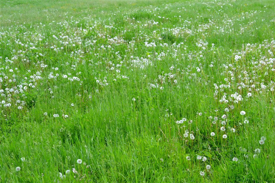 Spring time
