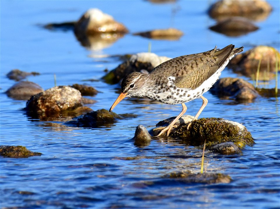 Spotted sandpiper at Seedskadee National Wildlife Refuge