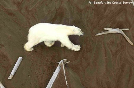 An Interesting Bear