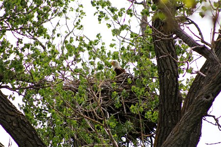 American Bald Eagle in Nest on Karl E. Mundt National Wildlife Refuge South Dakota photo