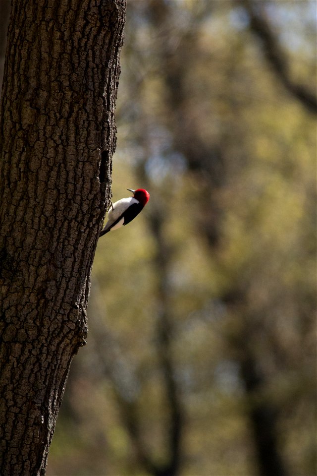 Red-headed Woodpecker