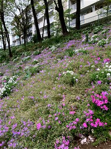 Flowers in Higashikurume-shi photo