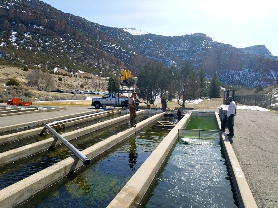 Spray Marking Trout at Jones Hole