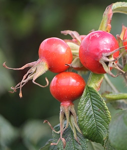 Red fruit plant nature