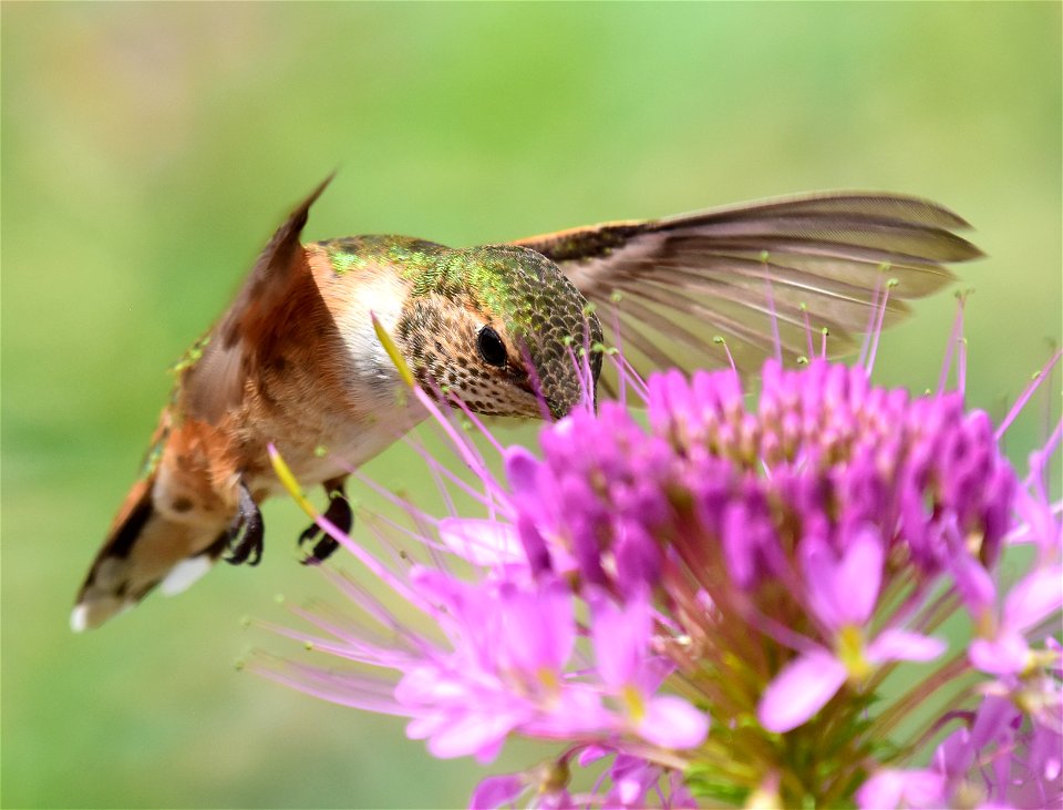 Rufous hummingbird at Seedskadee National Wildlife Refuge