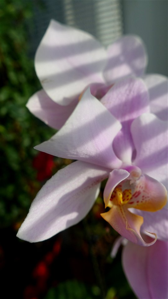 orchids-兰花_2023_0221_100458