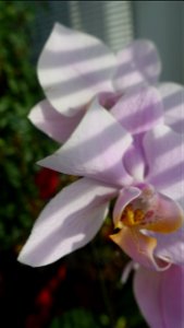 orchids-兰花_2023_0221_100458