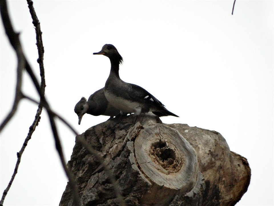 Hooded Mergansers Atop a Tree Stump Lake Andes Wetland Management District South Dakota