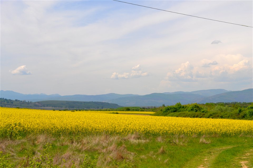 Rapeseed Field photo