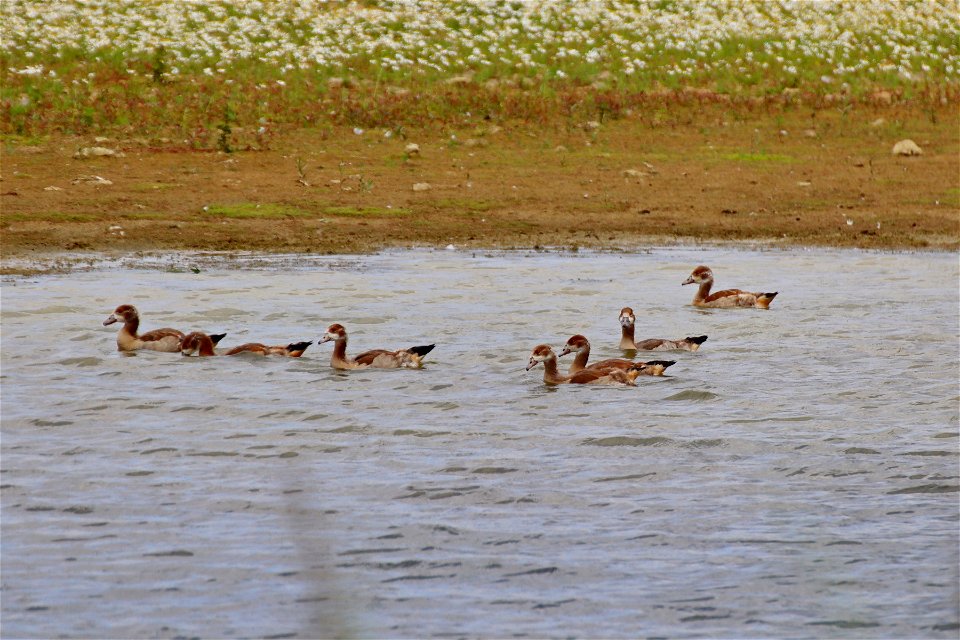 Egyptian Geese Immature photo