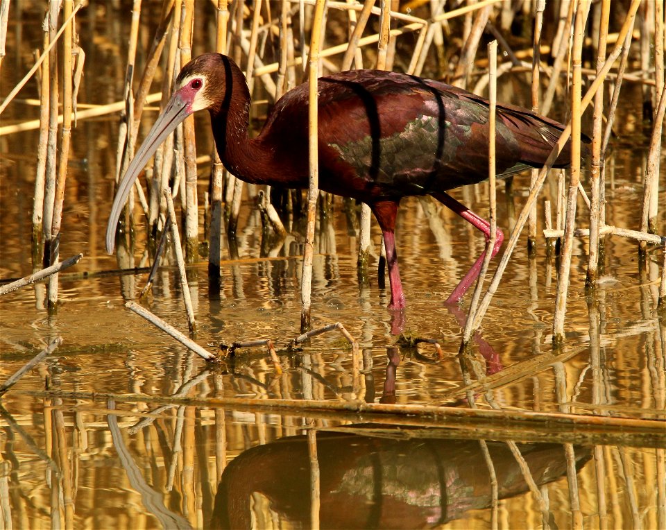 White-Faced Ibis Bear River Migratory Bird Refuge