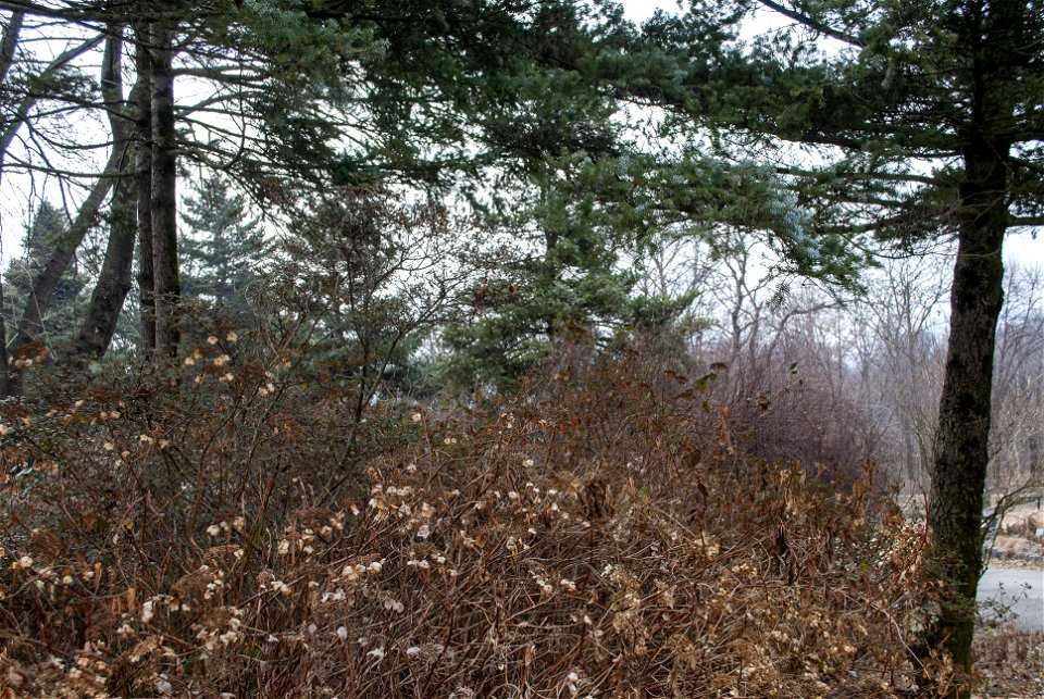 Hantaek Botanical Garden