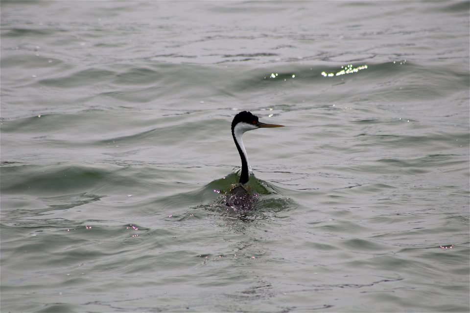 Western Grebe Lake Andes National Wildlife Refuge South Dakota