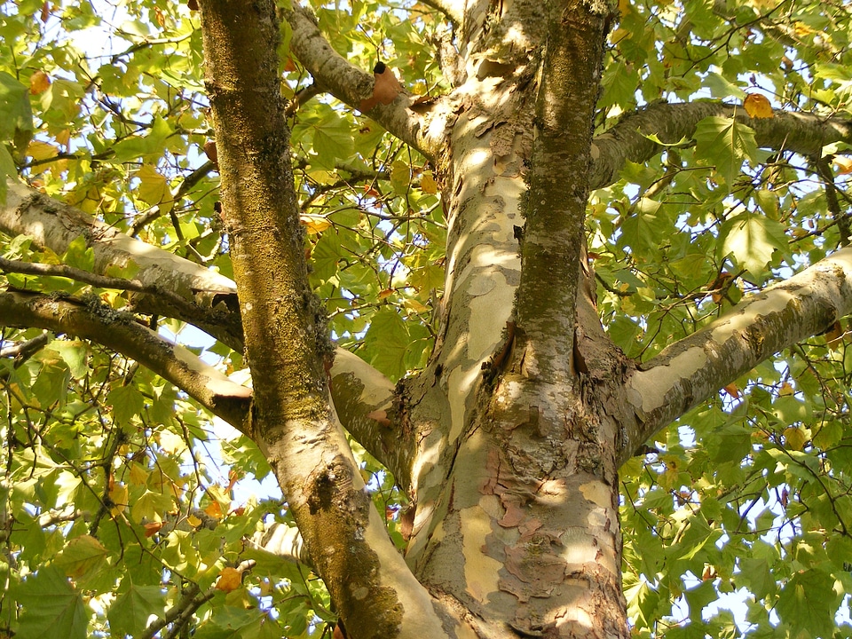Platanaceae tree trunk